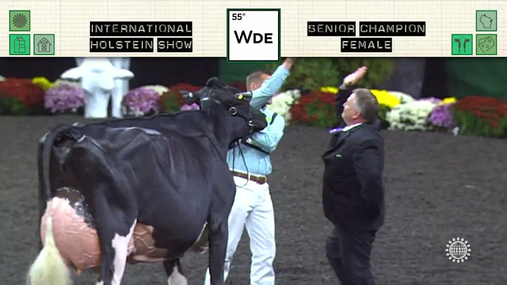 766 HOLSTEIN SENIOR CHAMPION FEMALE