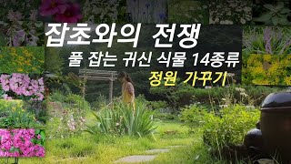 풀 잡는 귀신 식물  14종류/정원 가꾸기