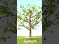 انشودة انظر لتلك الشجرة-للمنشد احمد النفيس❤️🌹