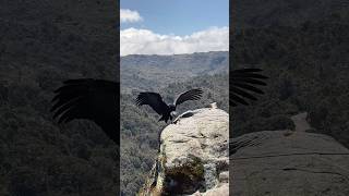 El majestuoso cóndor de Los Andes