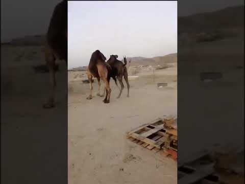 ابركها شاهد