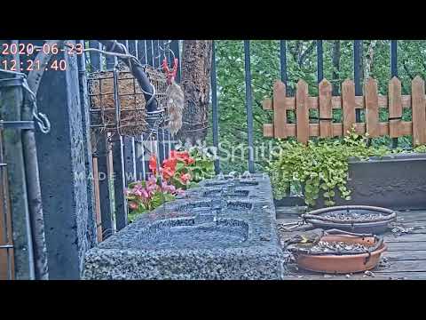 AXIS M5525-E- Demo in Love birds, Nagawa, Japan