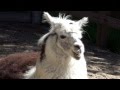 Särkänniemi Koiramäki Alpakka mp3