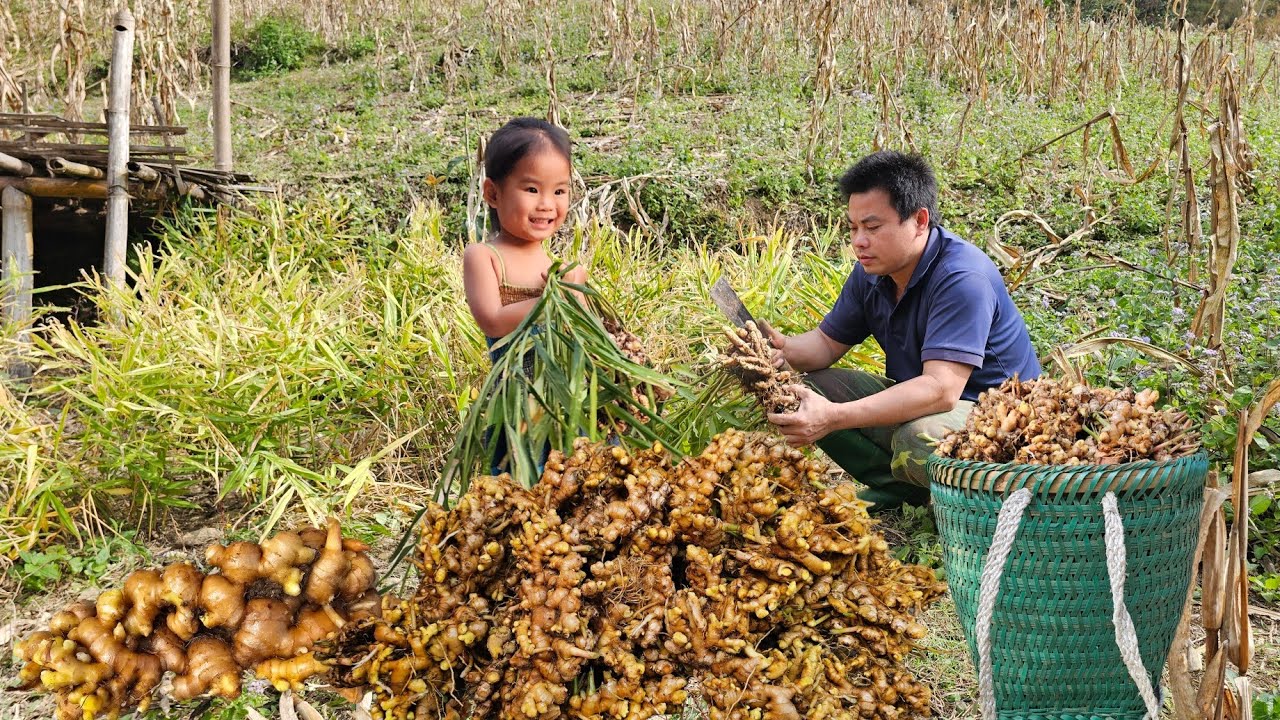 Harvesting ginger garden goes to the market sell-Take care of the vegetable garden