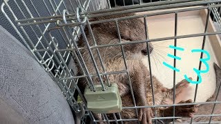 First time animal hospital [Otter life Day 71] 初めての動物病院その後
