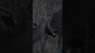 A Little Tine Tickling... We Live For This Sound