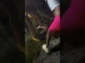 chicken head fight in the hood