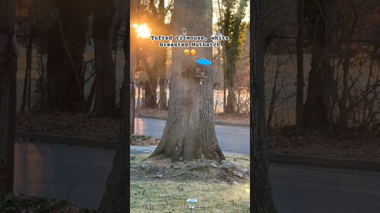 These two are my favorite #tuftedtitmouse #whitebreastednuthatch #redcardinal #darkeyedjunco #love