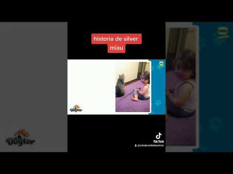 historia de silver miau desde Perú