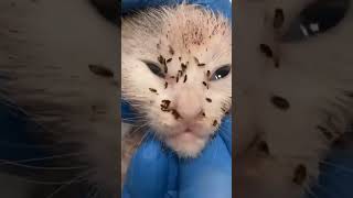 CAT FLEA! (Ctenocephalides). In ideal conditions, a female flea cat can lay about 25 eggs a day. screenshot 4