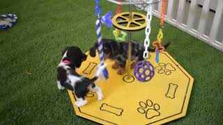 Miniature Dachshund Puppies For Sale