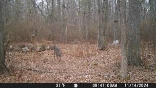 Piebald deer returns