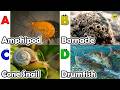 Amazing sea animals | ABC Sea Animals song | English and Animals for Kids | Alphabets Kids Song