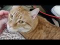 Bother Sharing My Chair! Daily Kitten, January 28, 2019