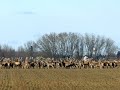 Szarvasvonulás. Deer her migration.