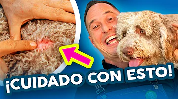 ¿Con qué frecuencia se debe eliminar el subpelo de los perros?