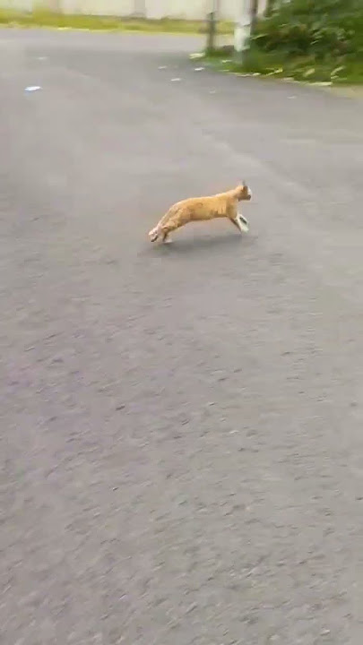 Kira' Meng Oyen Kenapa ges🐈🐱 #comedy #funny #trending #cat #lucu #catlovers #kucing#shorts