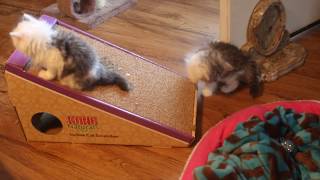 RagaMuffin Cat World by Tammy Ogle 100 views 7 years ago 53 seconds