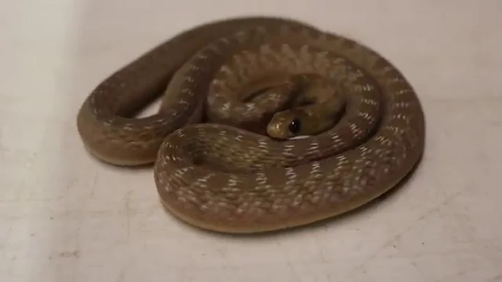 Incredible - African Egg Eating Snake