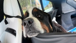 Adopting A Bernese Mountain Dog