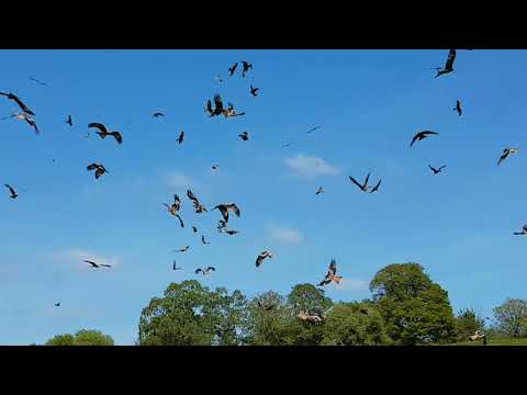 Red kite feeding