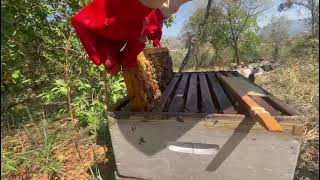 Check up at a Clients bees 🐝🐝🐝