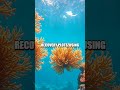 Tempest Trials of the Coral Reef's Quiet Defiance