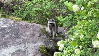 A New Raccoon Arrives at the Appalachian Ocean