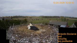 Gniazdo Bocianie pod Sokółką - na żywo. Gniazdo Bocianie pod Sokółką - na żywo.