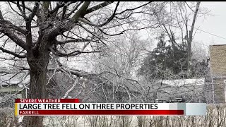 Fallen tree likely sparked shed fire on Mary Street in Farrell