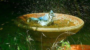 Helping Birds When Water Is Scarce | Bird Baths For Your Yard