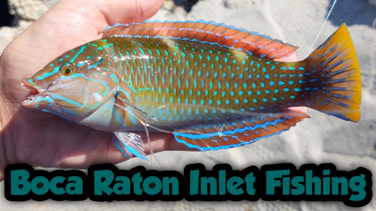 Bottom Fishing the Boca Raton Inlet - YouTube