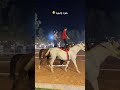 جود ومهره تحدي خيل اكسبلور خياله فرسان حصان جود ومهره تحدي خيل اكسبلور خياله فرسان حصان