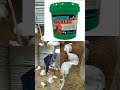 Why broilers die at 4 weeks in Zambia.