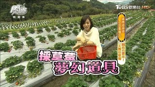 【苗栗】鮮嫩欲滴草莓盡情採！公主草莓園 食尚玩家