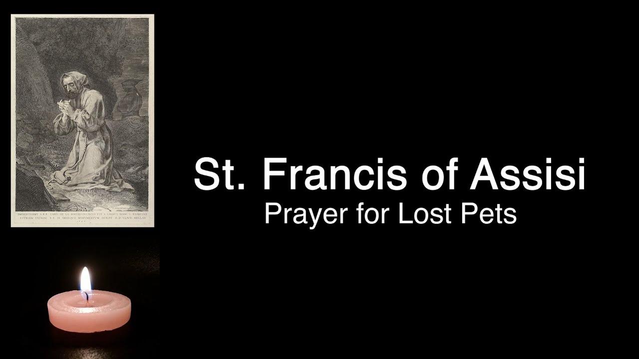 Prayer for Lost Pets St. Francis of Assisi YouTube