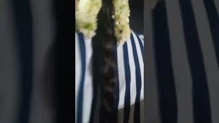 Longa Hair Band Removed Touch