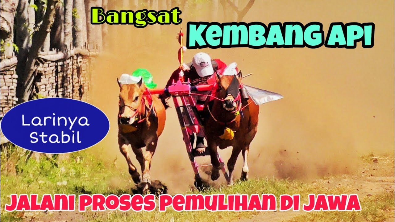 Sapi Kembang Api Sekarang Ada Di Jawa || Larinya Tetap Stabil - YouTube