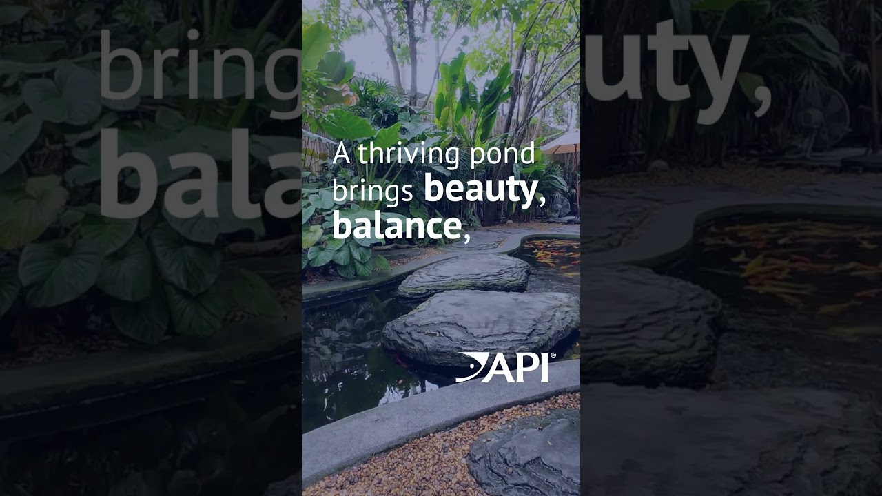 Maintain a Thriving Backyard Pond with API Fishcare