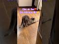 Lời cảm ơn Sen của mèo hoang Xám thật đáng yêu #nhacam #cuocsonglangque #mèohoang #cats #mèohoangđẹp