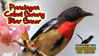 VIDEO BURUNG CABAI GUNUNG YANG SANGAT GACOR COCOK UNTUK MASTERAN ATAU PANCINGAN BAHAN