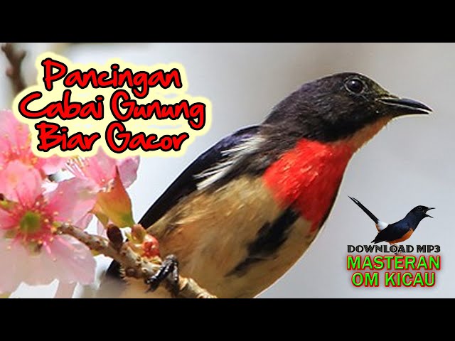 VIDEO BURUNG CABAI GUNUNG YANG SANGAT GACOR COCOK UNTUK MASTERAN ATAU PANCINGAN BAHAN class=