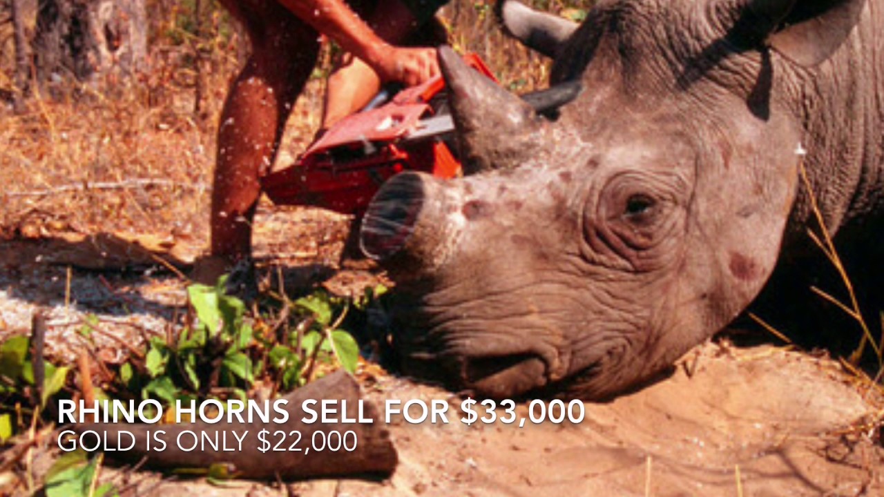 FINAL History English poaching trafficking endangered animals 1