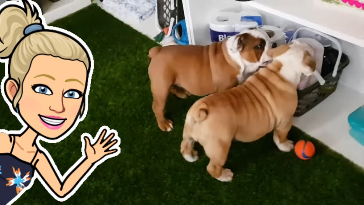 Morning Zoomies! English Bulldog Puppy YouTube