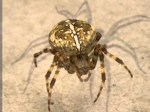 Video: Er edderkopper åreknuder?
