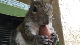 Download Lagu Seymour Getting Feisty Over a Pecan 04.07.16 MP3