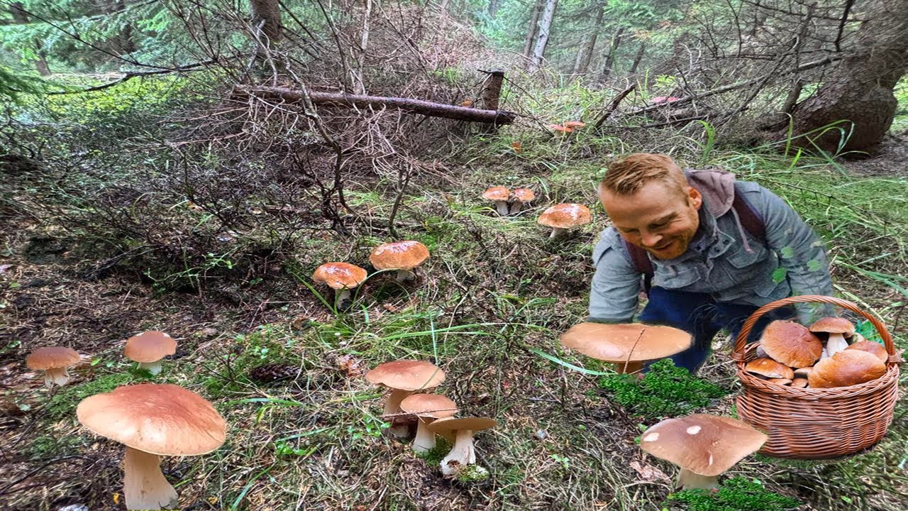 HOUBY 2025 - Hřibové šílenství! Plný les krásných hřibů a hub - houbařské žně a plné košíky hřibů !