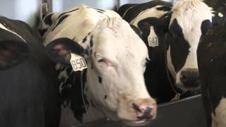 Virginia Tech: Local Milk on Campus
