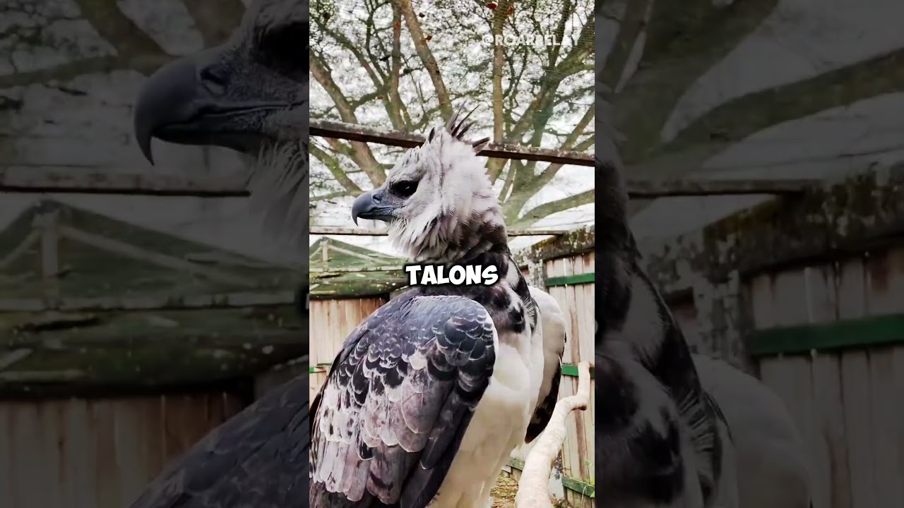 5 Sky predators that strike like missiles ☁️🦅