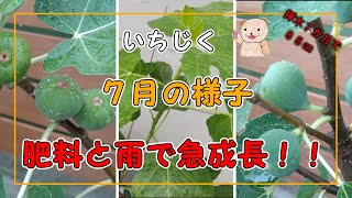 いちじく】7月の挿木苗と鉢植えの様子 肥料と雨で急成長！！ - YouTube